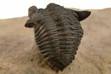 Pseudocryphaeus (Cryphina) Trilobite - Lghaft, Morocco #312365-4